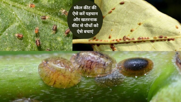 scale insect-स्केल कीट से पौधों को बचाने के उपाय और पहचान का तरीका,जानिए