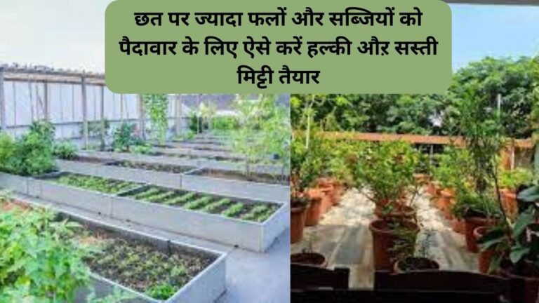 Light soil- छत पर ज्यादा पैदावार लेने के लिए ऐसे करें हल्की मिट्टी तैयार