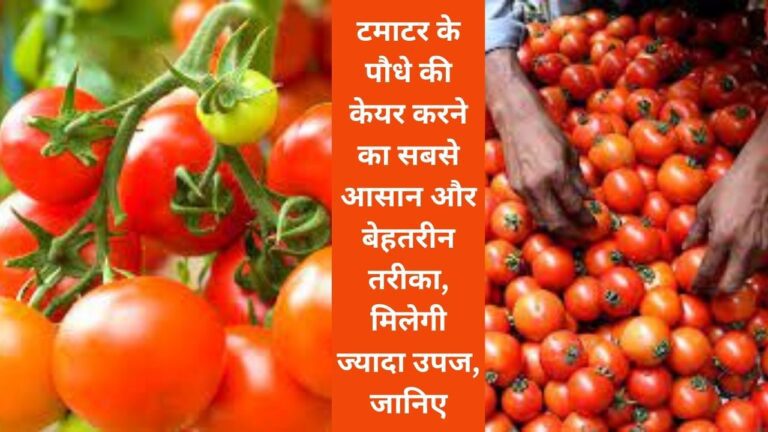 Tomato plant- ऐसे करें टमाटर के पौधे की केयर, मिलेगी ज्यादा उपज