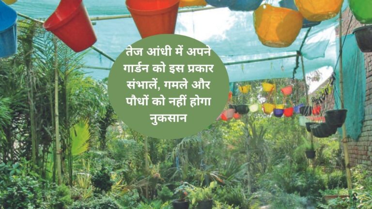 Plant care- तेज हवा से पौधों को बचाने के लिए ये आसान टिप्स अपनाएं