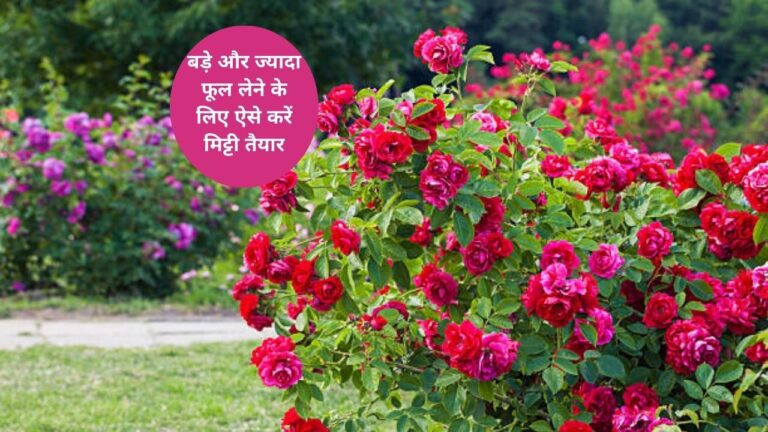 Soil preparation method-ऐसे करें फूल वाले पौधों के लिए बेस्ट मिट्टी तैयार