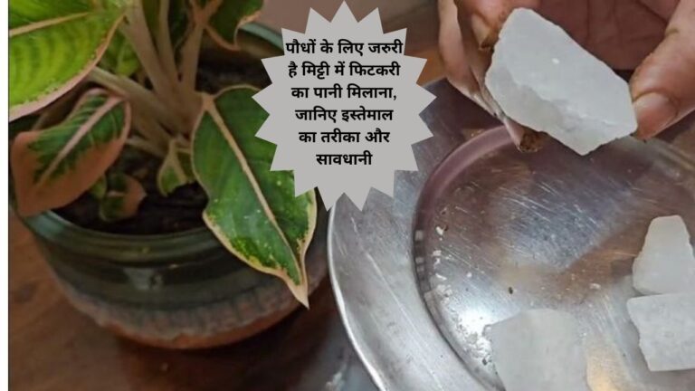 Use of alum-मिट्टी के पीएच मान को संतुलित करती है फिटकरी,जानिए उपयोग का तरीका