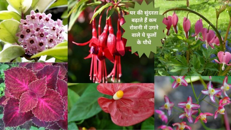 Plants- बिना रोशनी में उगने वाले पौधे घर के अंदर लगाकर बढ़ाइए सुंदरता
