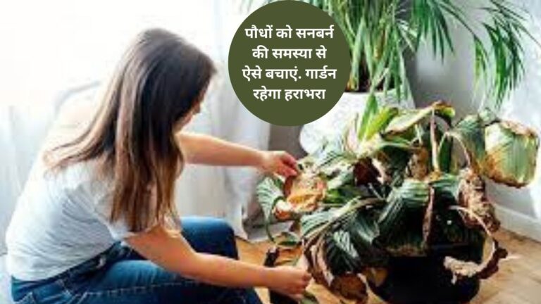 Treatment of scorched plants- सनबर्न की प्रॉब्लम से पौधों को बचाने का तरीका