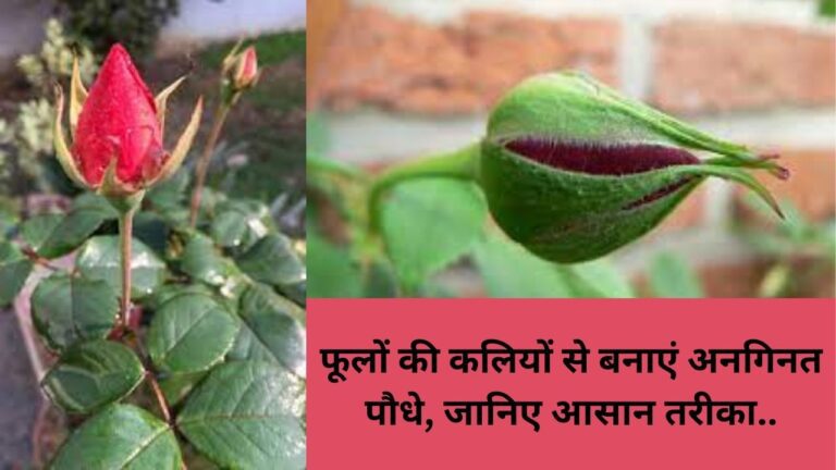 plant care- इस तरीके से फूलों की कलियों से पौधे करें तैयार