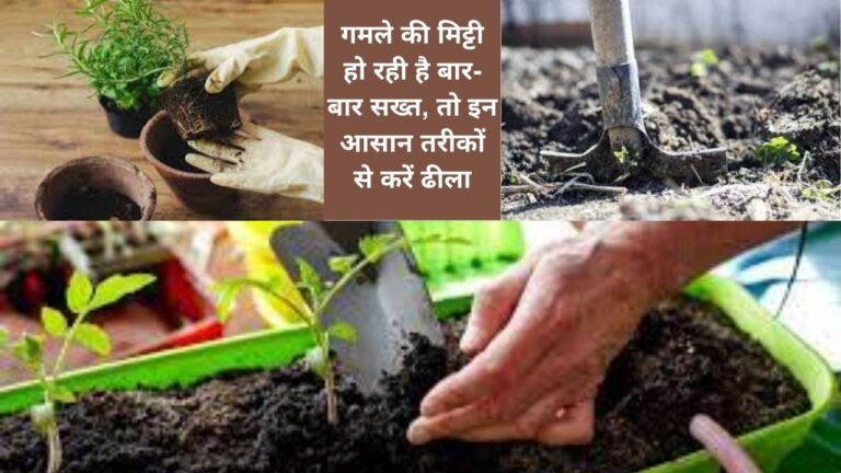 Potting soil- पौधे को हेल्दी रखने के लिए सॉइल को सख्त होने से ऐसे बचाएं