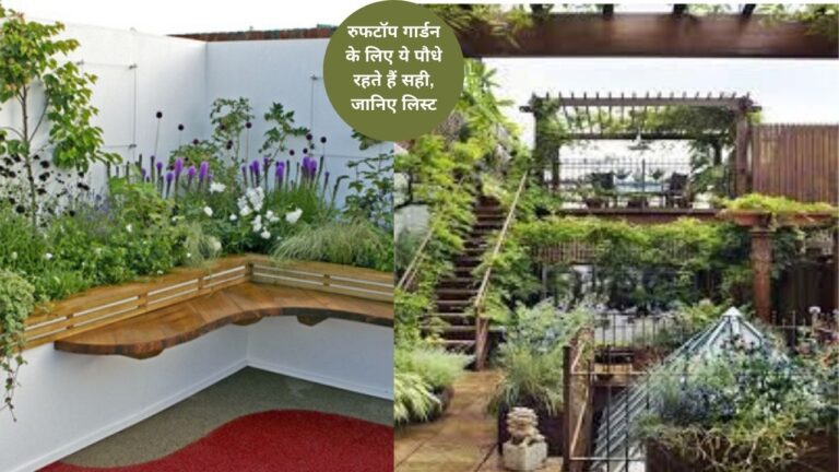 Rooftop Garden-रुफटॉप गार्डन में ये पौधे लगाना रहता है सही