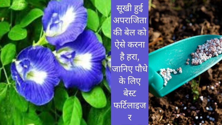 सूखी हुई अपराजिता को दोबारा हरा करने का तरीका