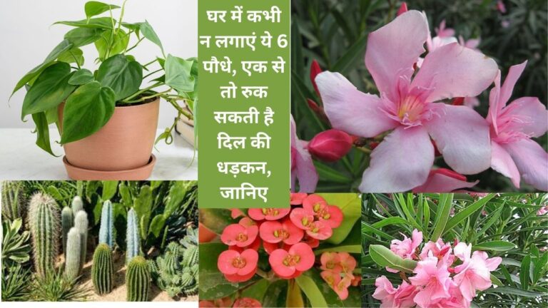 Plants- 6 ऐसे पौधे जो घर में कभी नहीं लगाने चाहिए होते हैं जहरीले