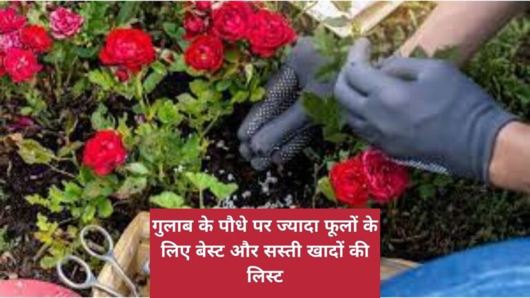 ROSE- गुलाब के पौधे पर ज्यादा फ्लावरिंग के लिए 6 सस्ती खाद
