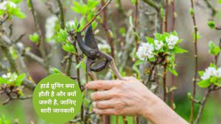 hard pruning- हार्ड प्रूनिंग कैसे होती है और पौधों के लिए क्यों जरुरी है, जानिए