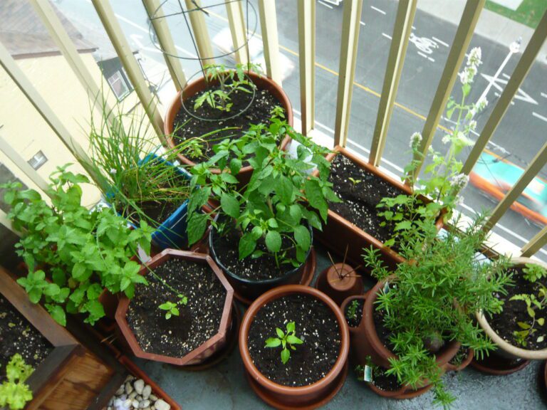 Gardening tips- बालकनी में लगे पौधों को ऐसे रखें हराभरा और स्वस्थ