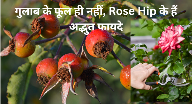 Rose Hip: गुलाब के फल में छिपा है प्राकृतिक सौंदर्य और स्वास्थ्य का रहस्य