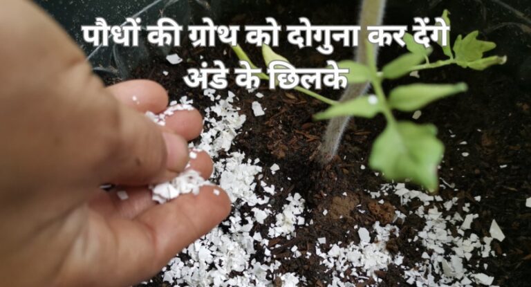 Eggshell fertilizer: अंडों के छिलकों से पौधों की बीमारियों से मुक्ति और वृद्धि होगी दोगुना