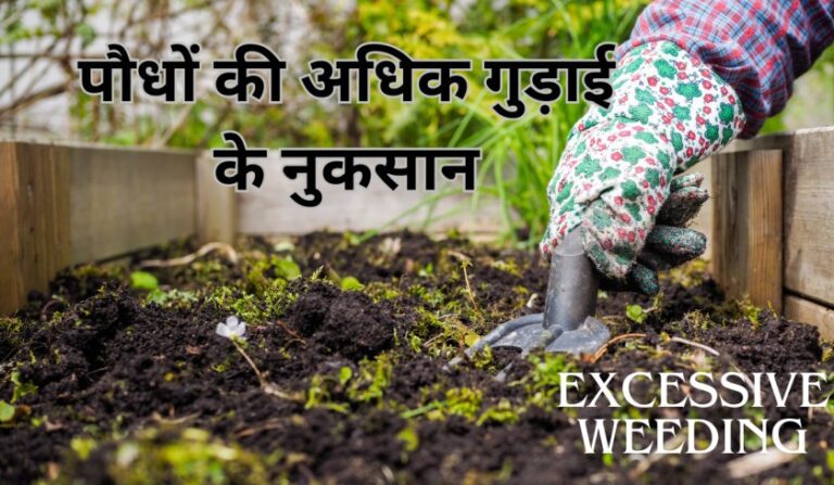 Excessive weeding: क्या आप भी कर रहे हैं पौधों की अधिक गुड़ाई, हो सकता है नुकसान