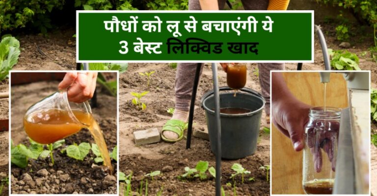 Cold compost- 3 ठंडी लिक्विड खाद गर्मी में पौधों को लू लगने से बचाएंगी