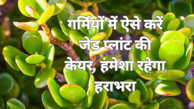 Jade Plant-सौभाग्य लाने वाले जेड प्लांट का गर्मियों में ऐसे रखें ख्याल