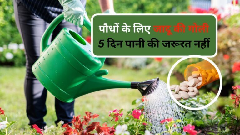 Plant care- एक गोली डालिए पौधों में पांच दिनों तक नहीं पानी देने की जरुरत