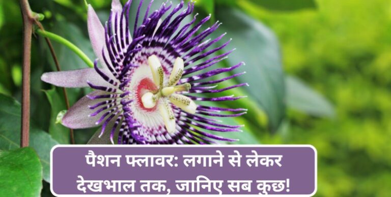 Passiflora plant- गर्मियों में बगिया महकाने के लिए ये एक फूल काफी है