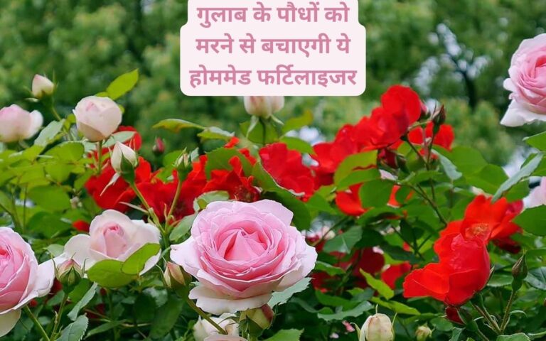Rose care-गर्मियों में गुलाब को मरने से बचाएगी ये होममेड फर्टिलाइजर