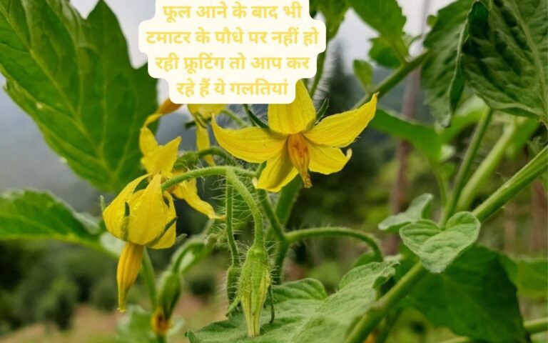 Tomato Care-ढ़ेरों फूल आने के बाद भी नहीं लग रहे पौधे पर टमाटर तो अपनाएं ये ट्रिक्स