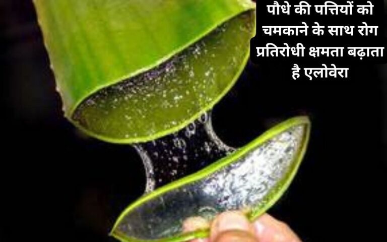 Aloe vera : पौधों की देखभाल का प्राकृतिक और किफायती तरीका