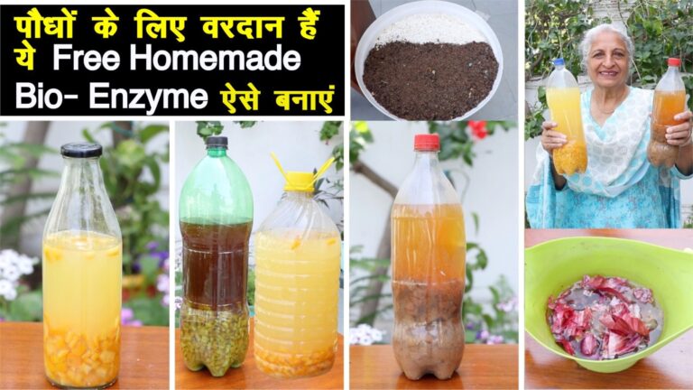 Bio enzymes: आसान तरीके से बनाएं होममेड बायो एंजाइम, पौधों में डालें नई जान