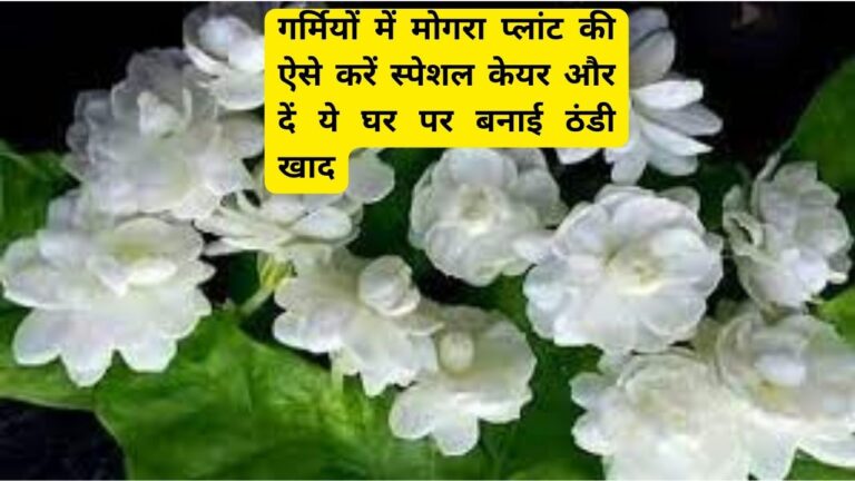 MOGRA PLANT- गर्मी में फूलों से लदेगा मोगरा दें ये घर पर बनी स्पेशल खाद