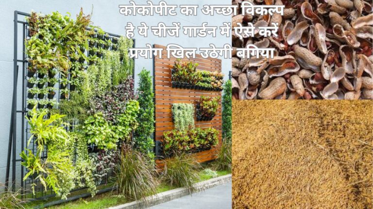 Gardening tips-गार्डन में कोकोपीट की जगह इन चीजों का करें इस्तेमाल