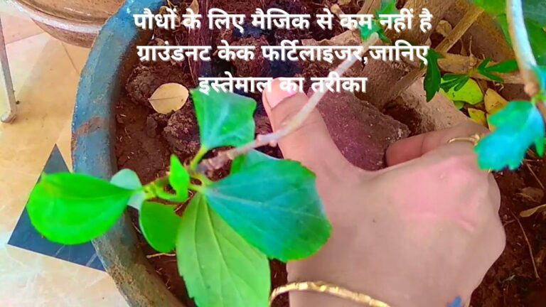 Groundnut Cake Fertilizer- ग्राउंडनट केक फर्टिलाइजर पौधों के लिए है जादू, जानिए इस्तेमाल का तरीका