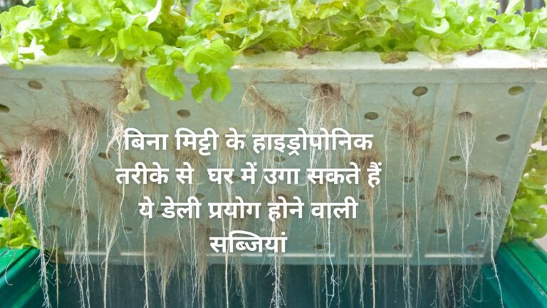 Hydroponic technology-डेली यूज होने वाली ये सब्जियां पानी में ऐसे उगाएं