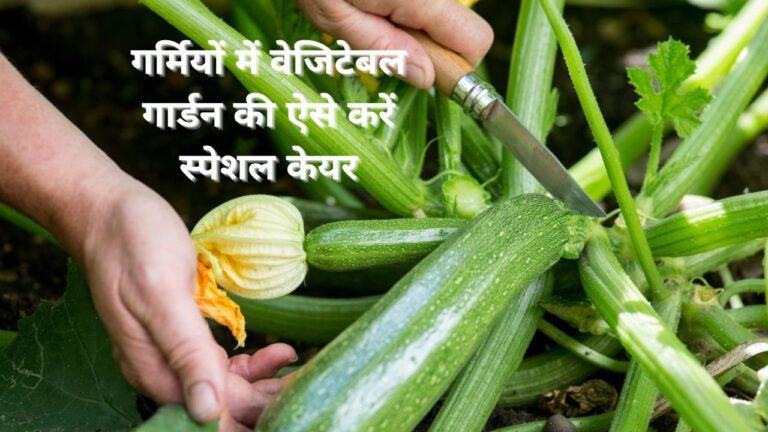 Vegetable Garden-गर्मियों में सब्जियों की ग्रोथ के लिए ऐसे करें स्पेशल केयर