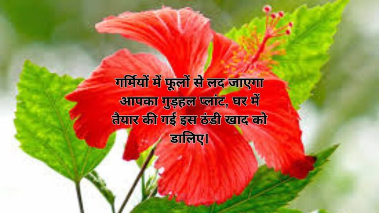 Hibiscus care-फूलों से लद जाएगा गुड़हल, गर्मियों में डालें ये ठंडी खाद