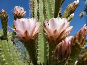 cactus-2547062_1280