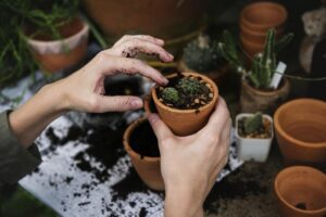 close-up-of-a-woman-s-hands-planting-cactus-in-a-small-pot-earth