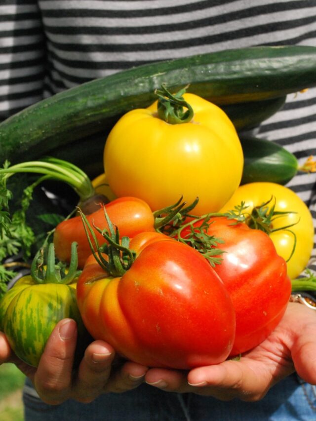 छत पर कम जगह में ज्यादा सब्जियां उगाने के लिए टिप्स और तरकीबें