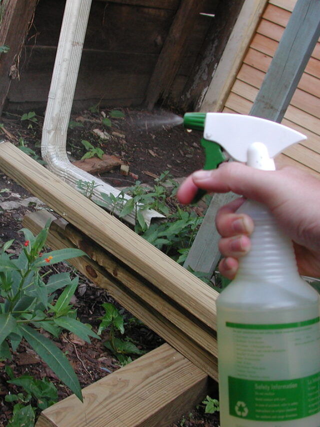 Buttermilk in plants-पौधों की सुपरचार्जिंग ग्रोथ के लिए छाछ जरुरी