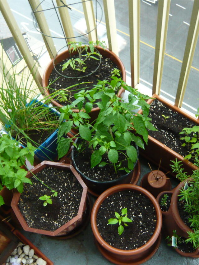 घर को सुंदर बनाने के साथ बीमारियों से बचाएगा हर्बल गार्डन