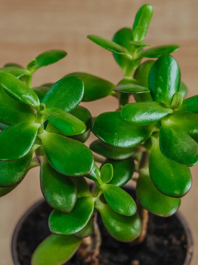 Jade Plant-सौभाग्य लाने वाले जेड प्लांट का गर्मियों में ऐसे रखें ख्याल