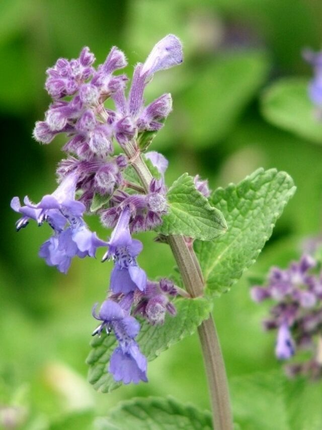 ये 7 हर्ब्स प्लांट्स हैं मच्छर, मक्खी और कीटों का दुश्मन! घर में लगाएं