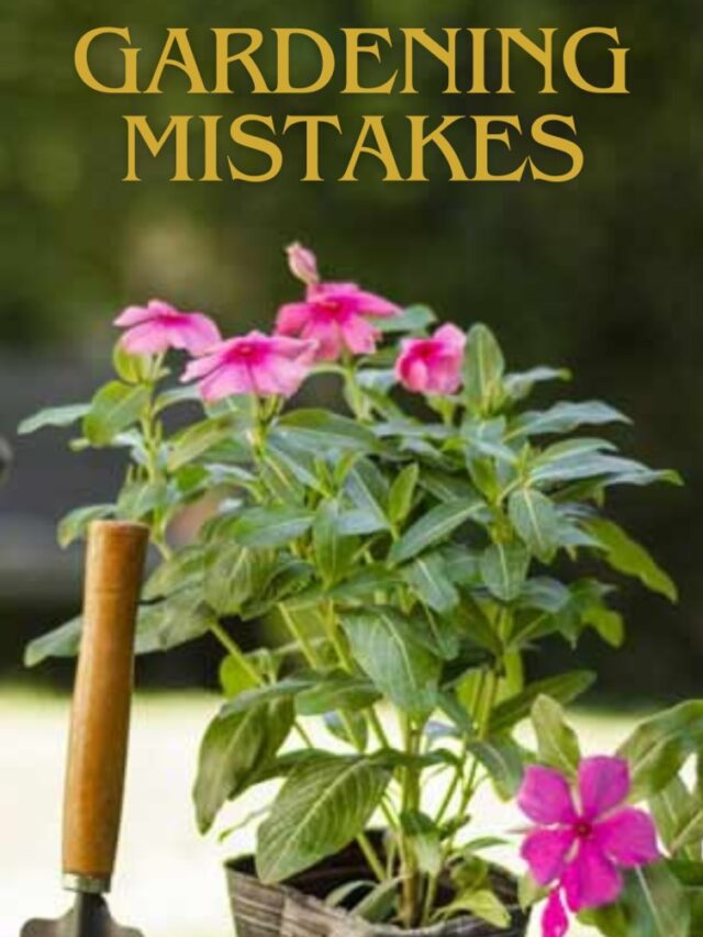 Gardening mistakes: गार्डनिंग में ये 5 गलतियां पड़ती है पौधों पर भारी