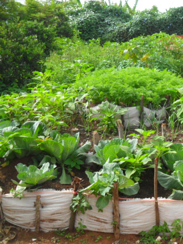 मई में उगने वाली 10 सब्जियां, नौसिखियों के लिए भी आसान