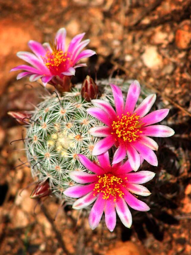 कैक्टस पर सिर्फ कांटे ही नहीं, खिलते हैं अनोखे फूल