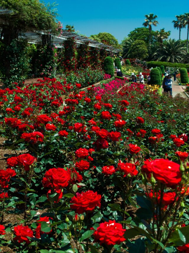 गुलाब की खेती से किसानों को मिल रहा 5 गुना मुनाफा