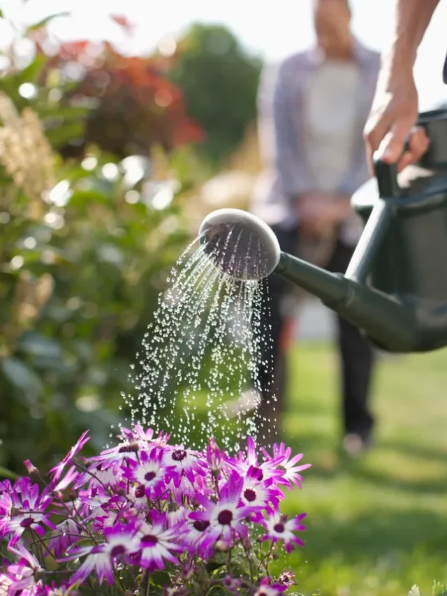 पानी देने के गलत तरीके से तो नहीं मर रहे आपके पौधे, जानें सही तरीका