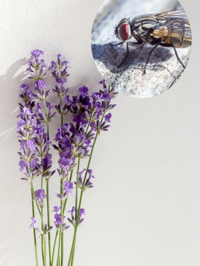 घर से मक्खियों को दूर भगा देंगे ये खुशबूदार पौधे, जरूर लगाएं