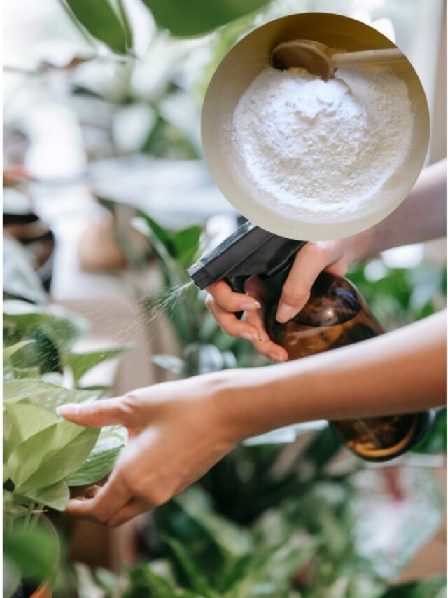 पौधों के लिए बेस्ट एंटी फंगल है घर का बचा हुआ बेकिंग पाउडर
