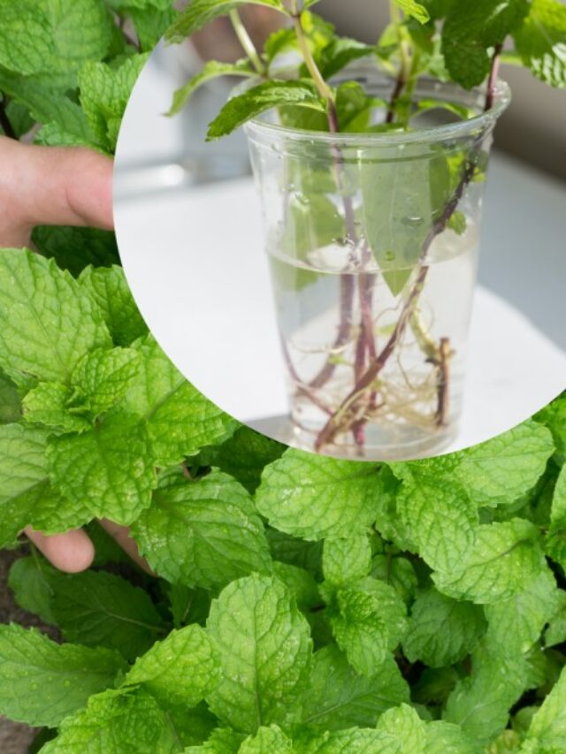 मिट्टी की ज़रूरत नहीं! जानिए पानी में पुदीना उगाने का अनोखा तरीका