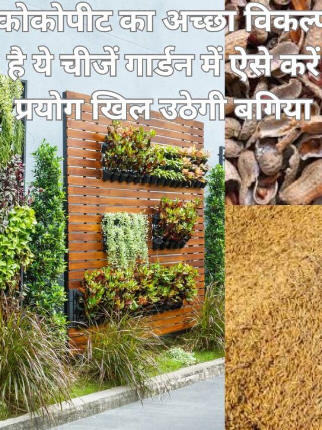 कोकोपीट की जगह इन चीजों का करें इस्तेमाल, हराभरा रहेगा गार्डन