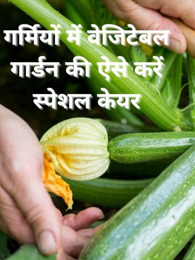 गर्मियों में सब्जियों की ग्रोथ के लिए स्पेशल टिप्स